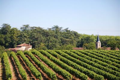 Vignes - Gers - Sud-Ouest - France