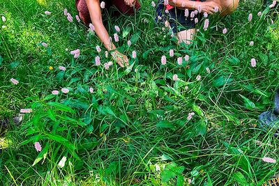 Voyage Les plantes comestibles et médicinales d'Auvergne 3