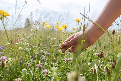 Voyage Les plantes comestibles et médicinales d'Auvergne 1