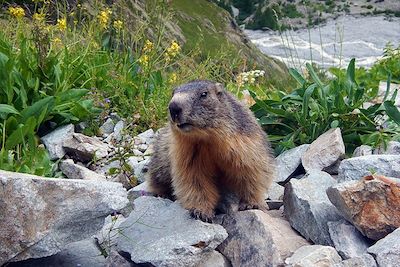 Marmotte - Massif du Queyras - France