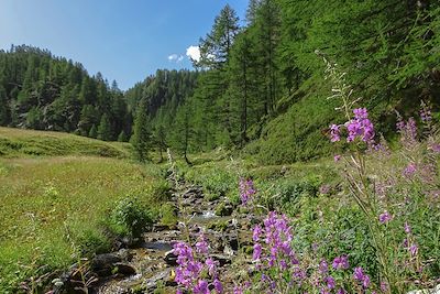 Vallon verdoyant - Val Maira - Piémont - Italie