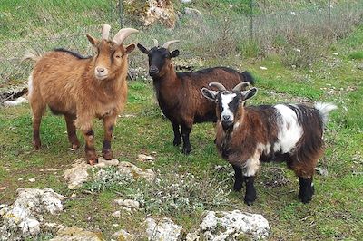 Chèvres du gîte - Aveyron - France