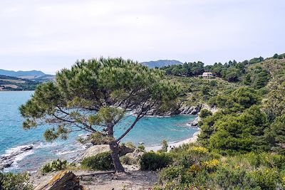 Crique sauvage - Anse de Paulilles - France