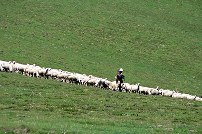 Troupeau de moutons - Pays basque - France
