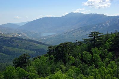 Corse, forêt de Valdoniello  