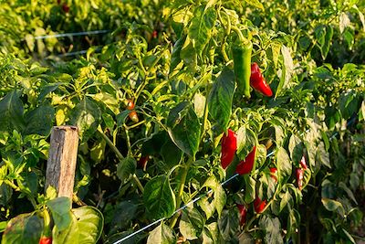 Champs de Piment d’Espelette, village d’Itxassou - Pays-Basque - France