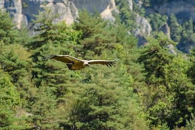 Vautour fauve - Larzac - Massif central - France