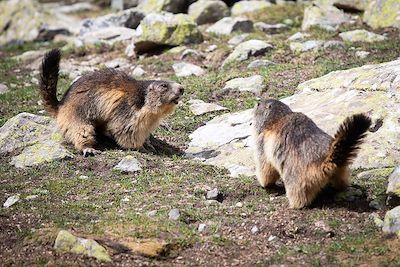 Marmottes - Massif des Ecrins - Hautes-Alpes - France