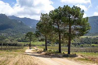 © Götz Göppert - Domaine Saparale - Corse - France Domaine Saparale - Corse - France