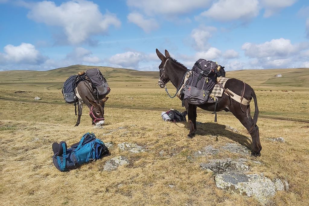 Image Randonnée Avec Un Âne - Rando Cantal - Volcans Du Cantal
