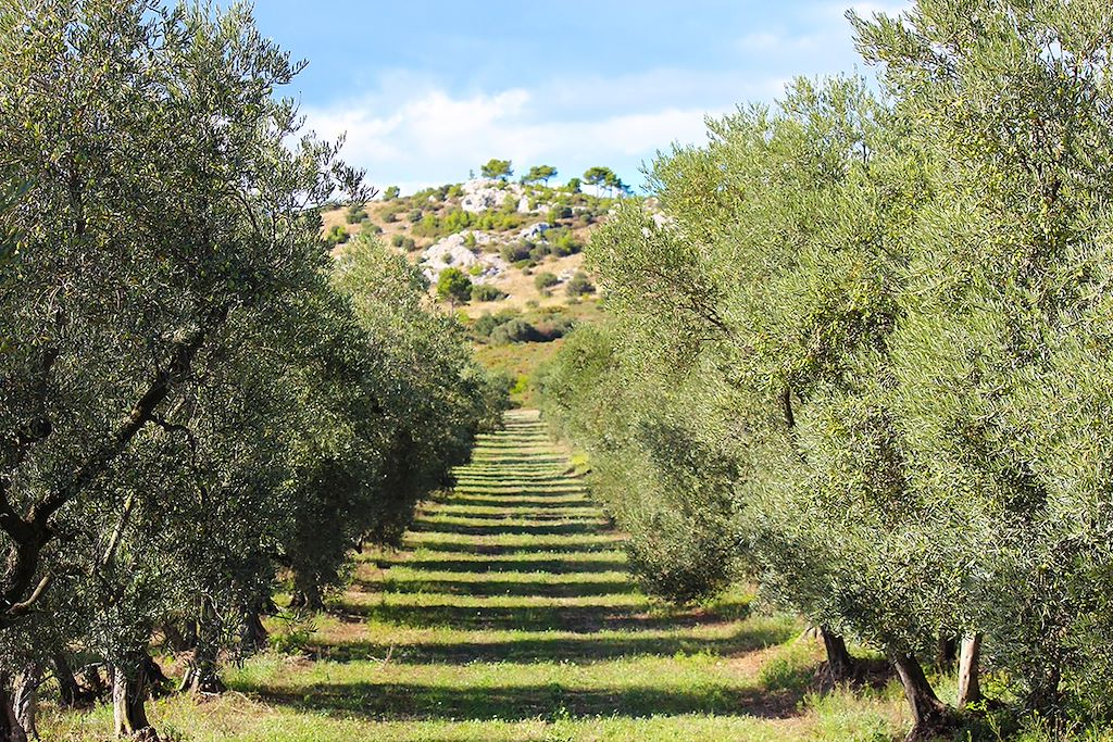 Image Les Alpilles à vélo - Provence à vélo - La Camargue à vélo
