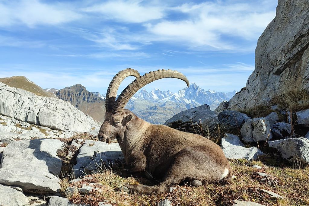 Image Randonnée Mont-Blanc