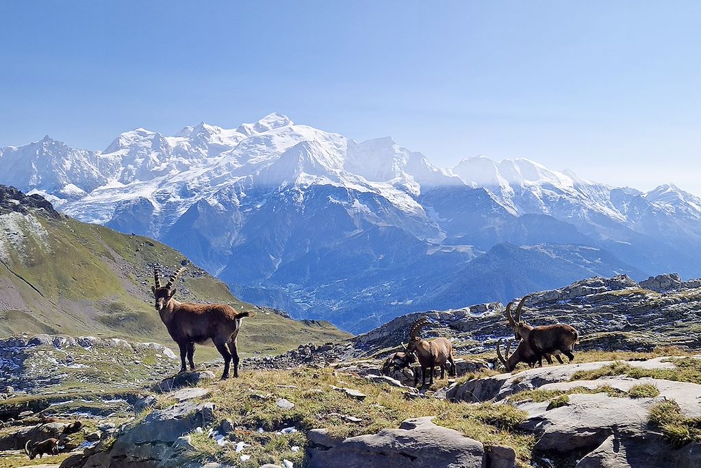 Image Randonnée Mont-Blanc