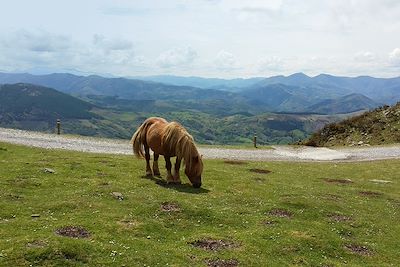 Pottok sur la Rhune- Pays Basque