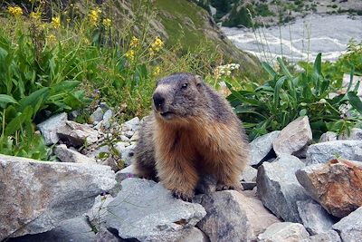 © Olive Titus - Marmotte - Massif du Queyras - France Marmotte - Massif du Queyras - France