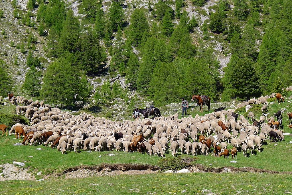Image Randonnée avec un âne - Rando Queyras