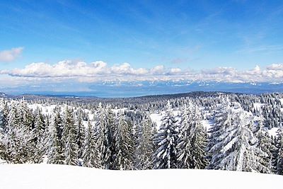 Forêt du massif jurassien - Jura - France