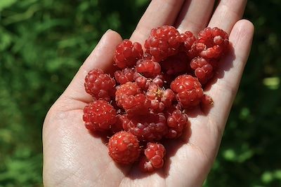 © Elena / Adobe Stock - Cueillette de framboises  Cueillette de framboises