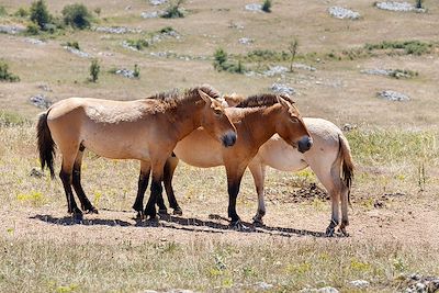 © LEROY Francis / hemis.fr - Chevaux de Przewalski - Occitanie - France Chevaux de Przewalski - Occitanie - France