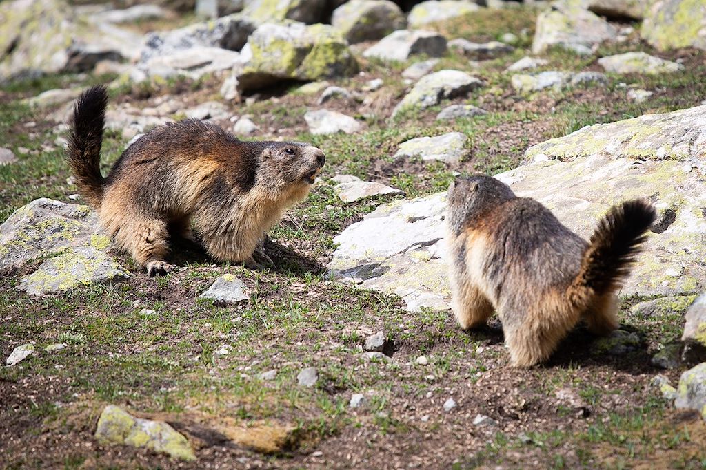 Image Rando Ecrins- Tour Des Ecrins - Monetier