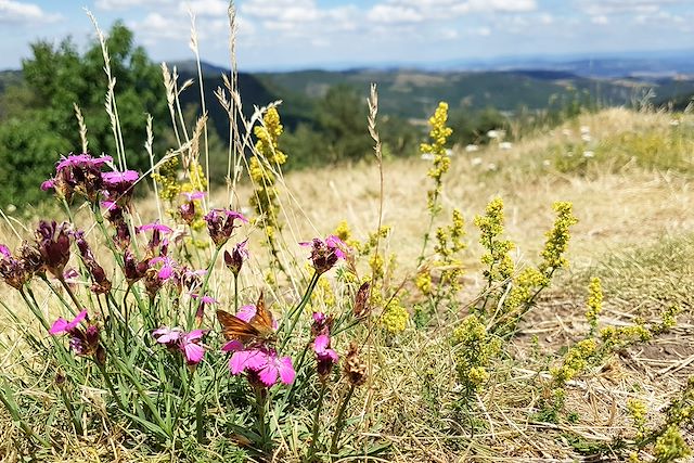 Voyage Les plantes sauvages comestibles d'Auvergne