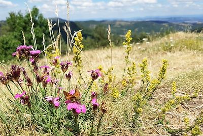 Fleurs d'Auvergne - France