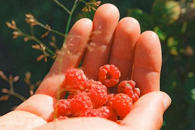 cueillette  en Auvergne