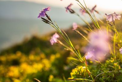 Fleurs de montagne 