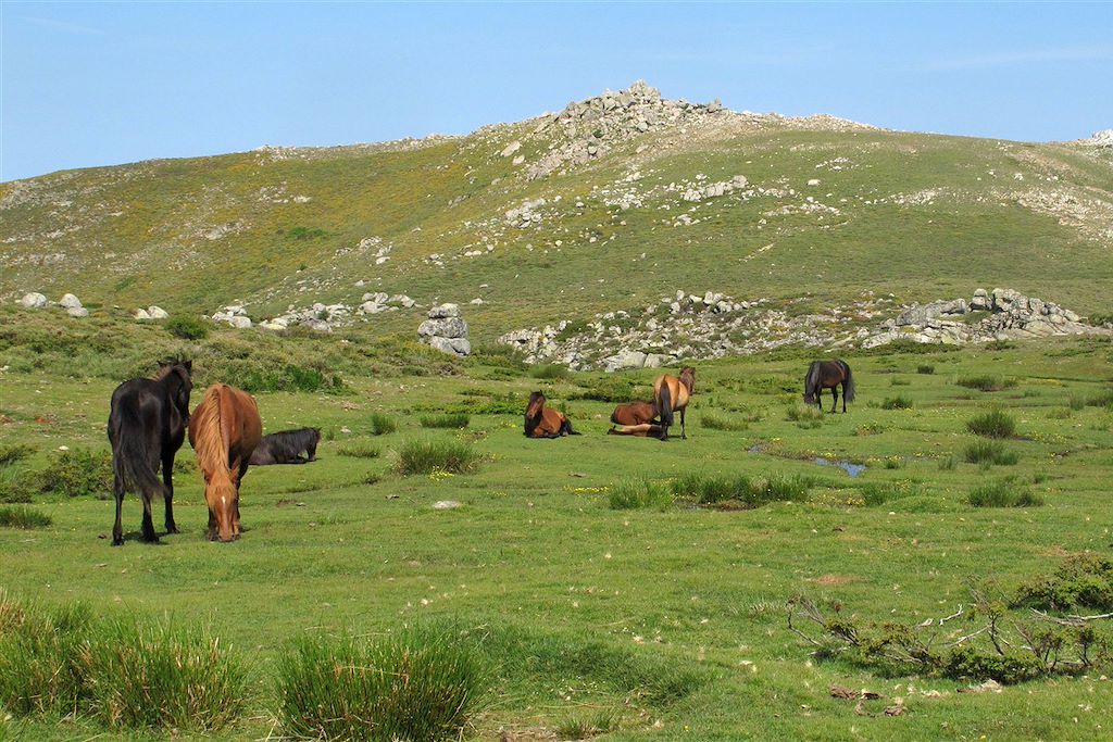 Image Randonnée Corse -Bonifacio - Aiguilles de Bavella - Zonza