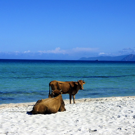 Randonnée France Corse