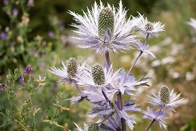 ©  YANNICK / Adobe Stock - Chardon des Alpes - France Chardon des Alpes - France