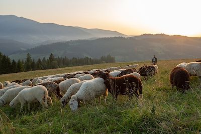 © rrvachov / Getty Images - Troupeau de moutons Troupeau de moutons
