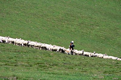 © Mathieu Houret - Troupeau de moutons - Pays basque - France Troupeau de moutons - Pays basque - France