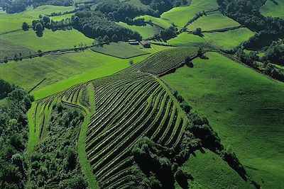 © Mathieu Houret - Vignobles d'Irouléguy - Pays basque - France Vignobles d'Irouléguy - Pays basque - France