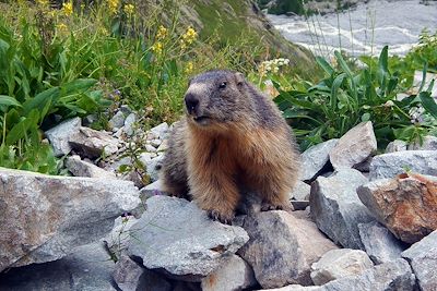 © Olive Titus - Marmotte - Massif du Queyras - France Marmotte - Massif du Queyras - France