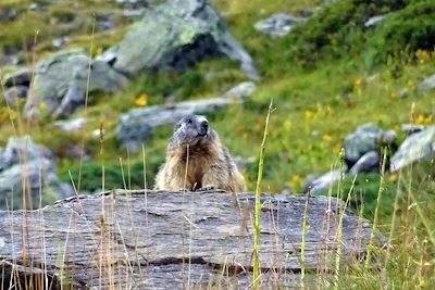 Marmotte - Massif du Queyras - France