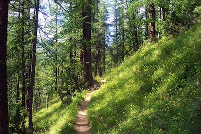 Fôret de Melèzes - Massif du Queyras - France