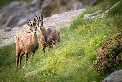 Chamois - France