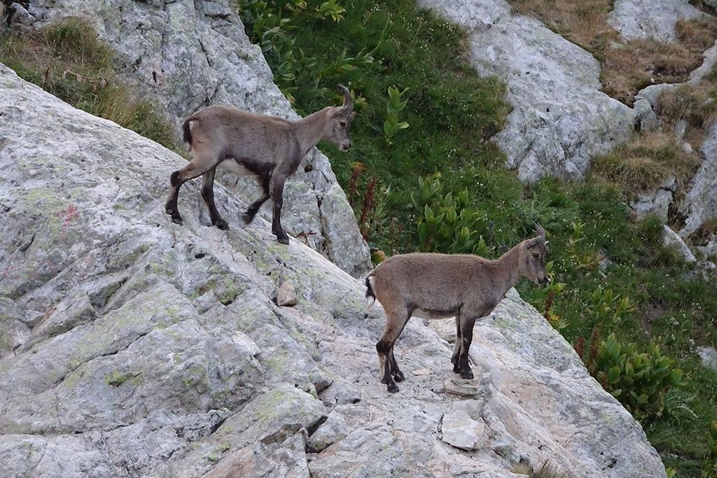 Image Randonnée vallée des Merveilles - Randonnée Mercantour