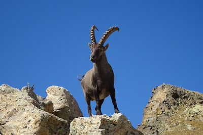 © Marc Laurans - Parc national du Mercantour Parc national du Mercantour