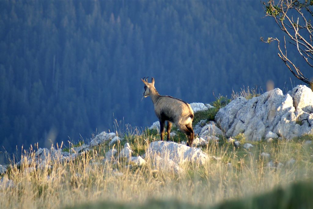 Image Découverte du massif de la Chartreuse