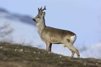 © Mauro Pasquero - Vallée de la Clarée - Alpes du Sud - France Vallée de la Clarée - Alpes du Sud - France