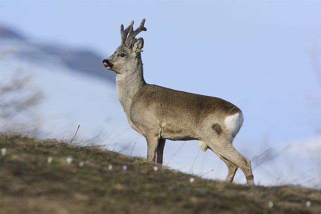 Voyage Névache, découverte de la Clarée