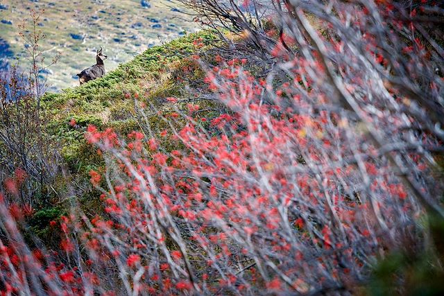 © CAVALIER Michel / hemis.fr