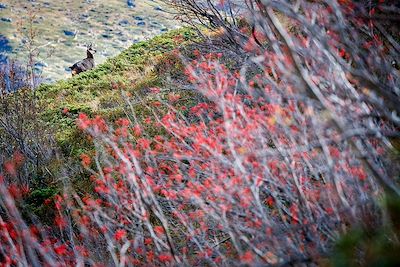 © CAVALIER Michel / hemis.fr - Chamois - Parc national des Ecrins - France Chamois - Parc national des Ecrins - France