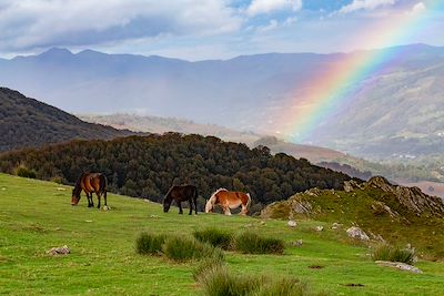 © Aurélie Michel  - Pottoks, au sommet de Zarkindegi - Pays-Basque - France Pottoks, au sommet de Zarkindegi - Pays-Basque - France
