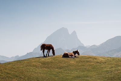 © Larraend Fotografía / Adobe Stock - Chevaux - Pyrénées - France Chevaux - Pyrénées - France
