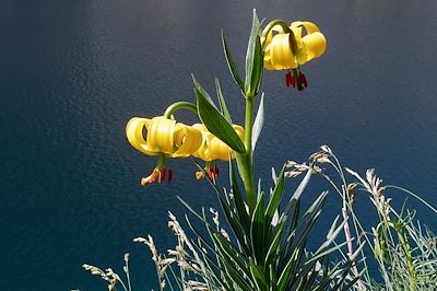 © André LABETAA / Adobe Stock - Fleur des Pyrénées (Lilium pyrenaicum) - Pyrénées - France Fleur des Pyrénées (Lilium pyrenaicum) - Pyrénées - France