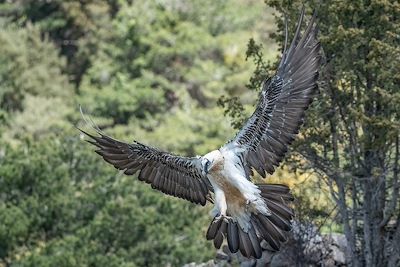 © ezequiel / Adobe Stock - Vautour - Pyrénées - France Vautour - Pyrénées - France