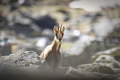 © Charles LIMA / Adobe Stock - Isard - Pyrénées - France Isard - Pyrénées - France